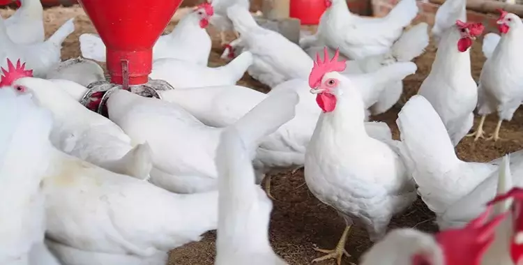 سعر بورصة الدواجن الرئيسية اليوم