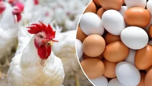 بورصة الدواجن الرئيسية والعمومية