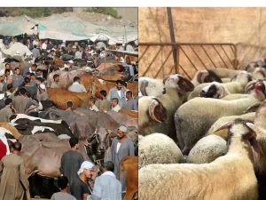ارتفاع تدريجي في أسعار المواشي مع اقتراب عيد الأضحى 2025