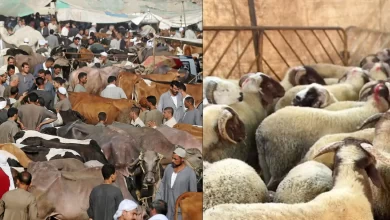 ارتفاع تدريجي في أسعار المواشي مع اقتراب عيد الأضحى 2025