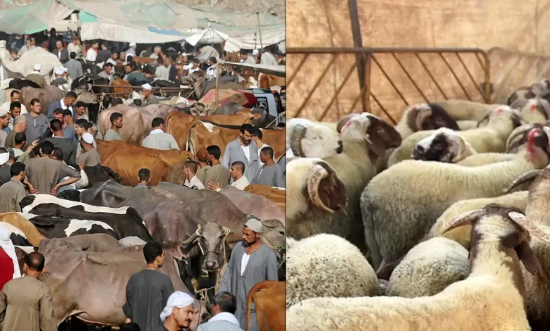 ارتفاع تدريجي في أسعار المواشي مع اقتراب عيد الأضحى 2025